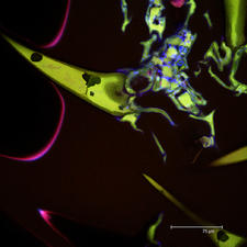 Citronella (Cymbopogon nardus) leaf autofluorescent slide