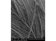 Goose Feather