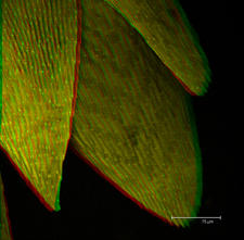 Autofluorescent Moss (Polytrichum commune)