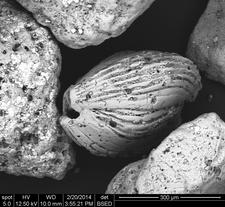 Striated sand grain from Vanuata, South Pacific