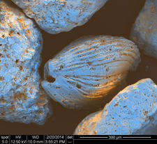 Striated sand grain from Vanuata, South Pacific