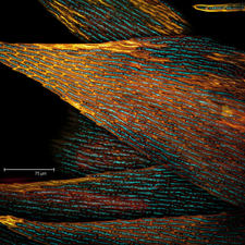 Common Moss (Polytricum commune)