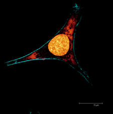 Maximum projection image of Ht-22 cells