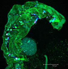 Thymus gland and skin of Xenopus Laevis