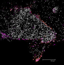 Transparent projection image of a rat brain section