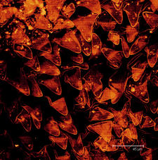 Tricomes of Cardinal flower (Lobelia cardinalis)