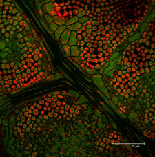 Single scan image of Pelargonium citrosum