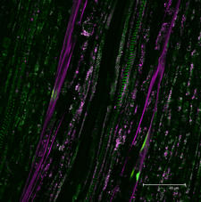 Single scan image of Symphyotrichum pilosum