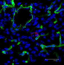 Maximum projection of a series scan image of rat brain section