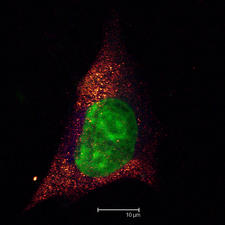 B16 Cells