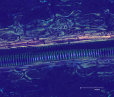 Average projection of series scan of Flag Iris flower petal