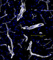 Rat Brain Section