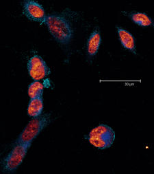 3T3 Cells