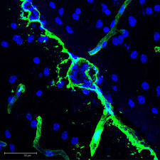 Maximum projection of a rat brain section