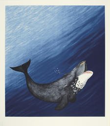 Arvik (Bowhead Whale)