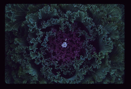 Flowering Kale with Large Jewel (Dewdrop)