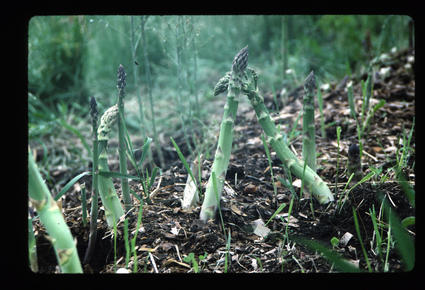 Still Life of Asparagus 