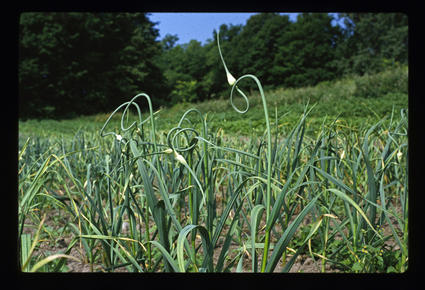 Topset Garlic in August