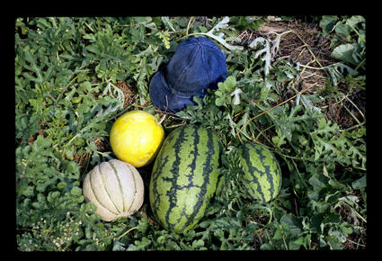 Melons in the Fall – Earlidew, Pulsar, Sweet Favorite