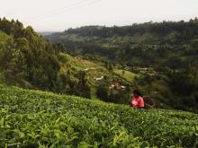 Tea Cultivation in Nyeri Spring 2016
