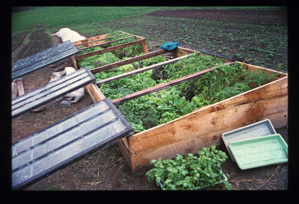 Cold Frames with Greens