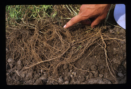 Clover with Roots Showing Nitrogen Fixing