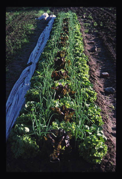 Beautiful Bed of Lettuce and Onions with Row Cover