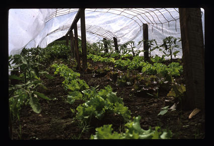 Lettuce and Tomatoes Interplanted and Under Row Cover