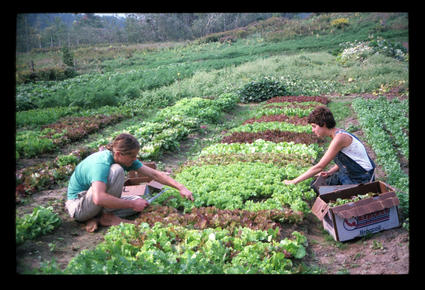 Harvesting Lettuce