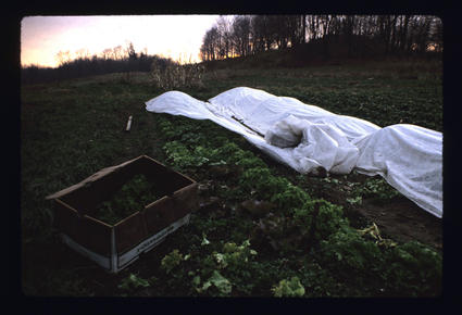 Fall Lettuce Under Row Cover