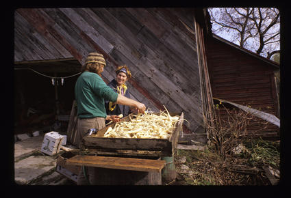 Grading Parsnips at the Washstand