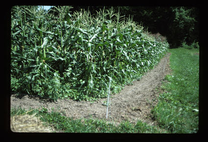 Corn with 2-Strand Coon Fencing