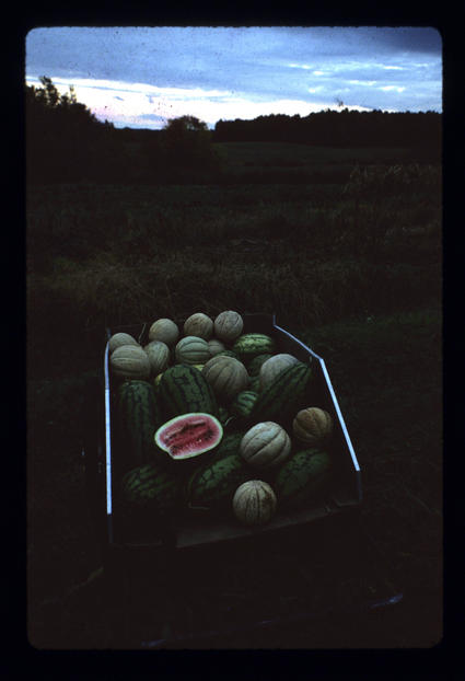 Cartload of Melons