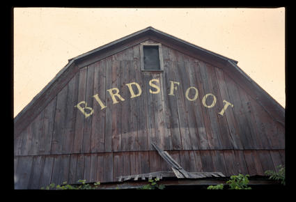 Birdsfoot Barn
