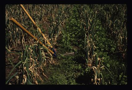 Diseased Onions, Cippers with Vetch and Mulch